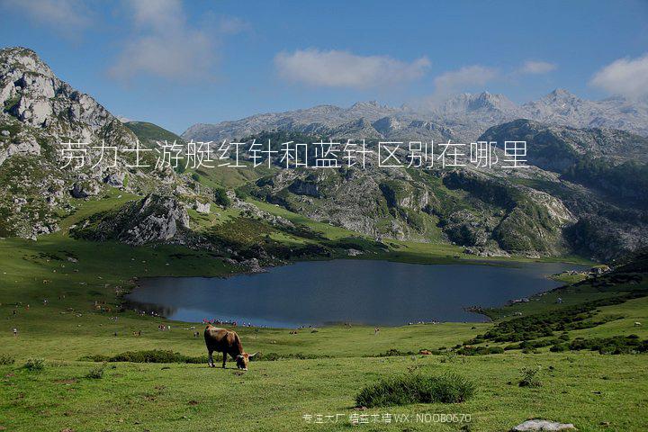 劳力士游艇红针和蓝针区别在哪里